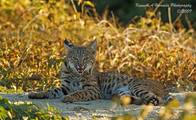 Bobcat 030.jpg