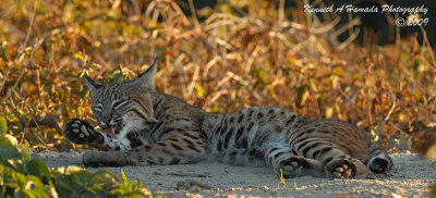 Bobcat 031.jpg