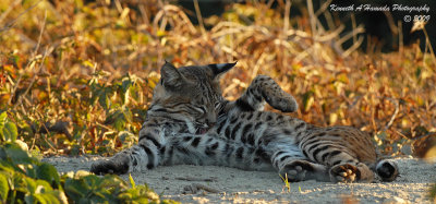 Bobcat 032.jpg