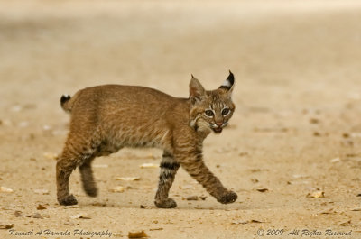 Bobcat 033.jpg