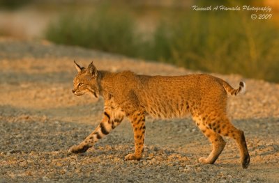 Bobcat 034.jpg
