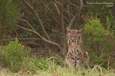 Bobcat 035.jpg