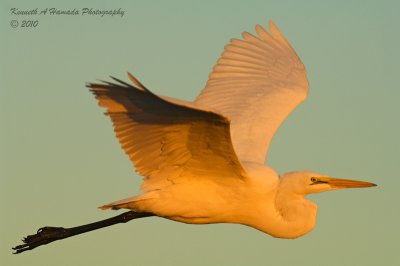 great_egret