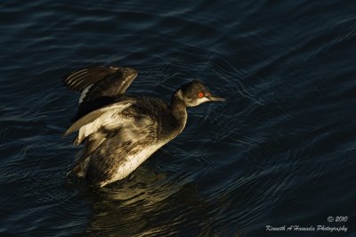 grebe