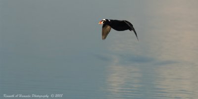 Surf Scoter 004.jpg