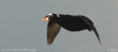 Surf Scoter 005.jpg