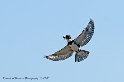 belted_kingfisher