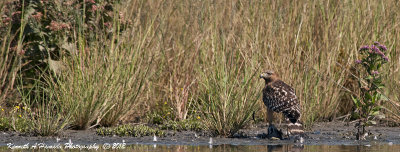 Coopers Hawk 039.jpg