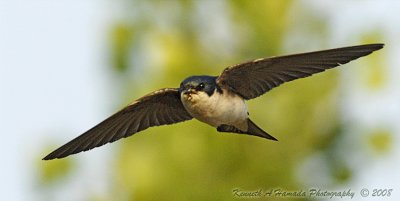 Tree Swallow 012.jpg