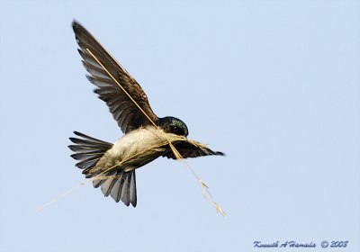 Tree Swallow 013.jpg