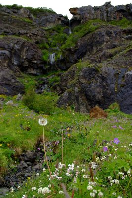 Cottongrass at Skaftafell