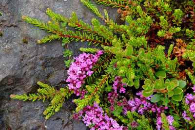 Bright colours amid the lichens