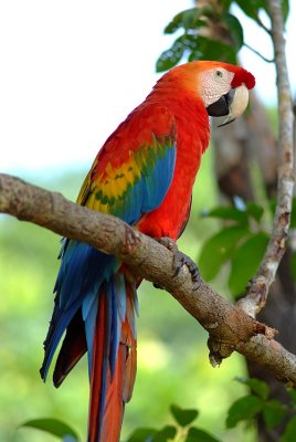 Ara Macaw, Amazon