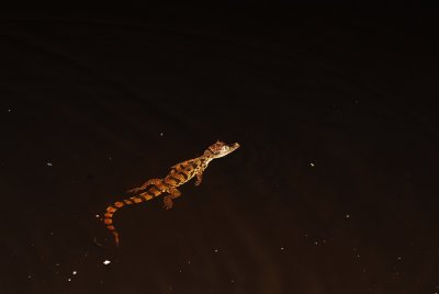 Nightime crocodile spotting, Amazon
