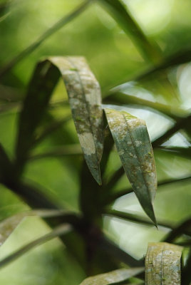 Leaves, Amazon rainforest