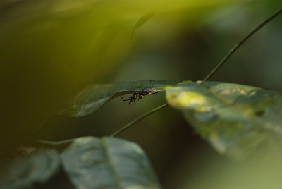 Spider, Amazon rainforest
