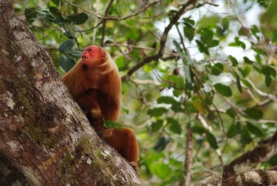 Monkey, Amazon rainforest