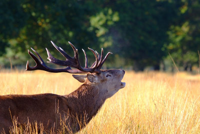 Dominant stag