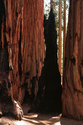 Sequoia National Park