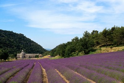 Provence, 2003
