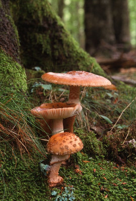 Three mushrooms