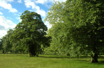 8000 trees to see