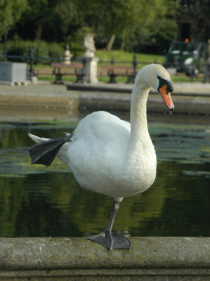 One-legged swan