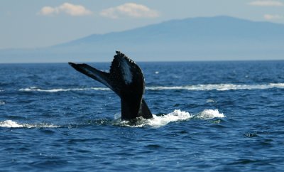 Orca diving deep