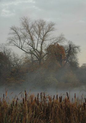 Misty Serpentine