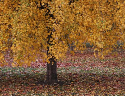 The last week of leaves