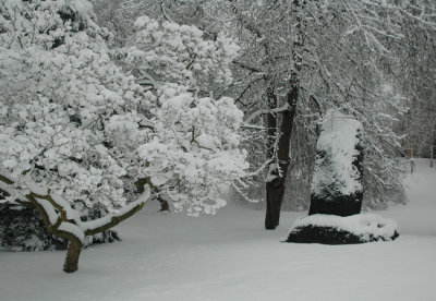 Serenity in the Dell
