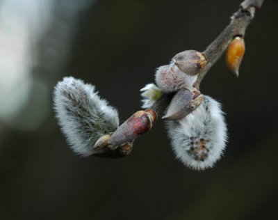 Sign of Spring Two