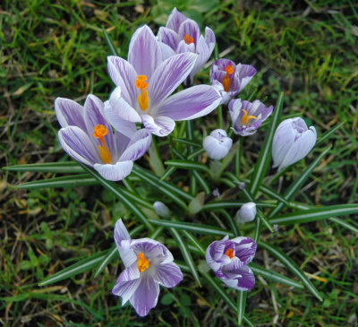 Sign of Spring Three