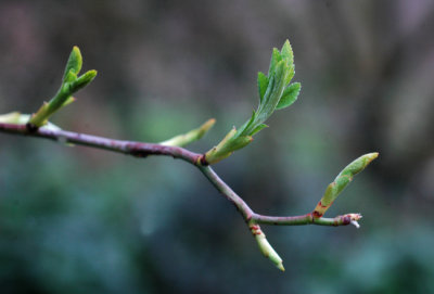 Sign of Spring Four