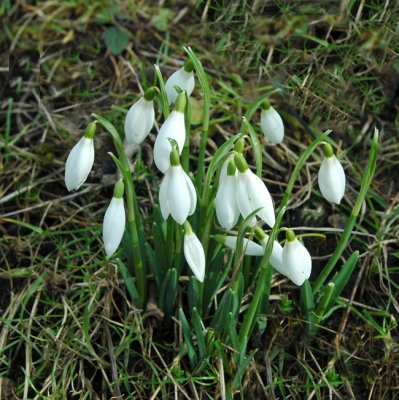 Sign of Spring Five