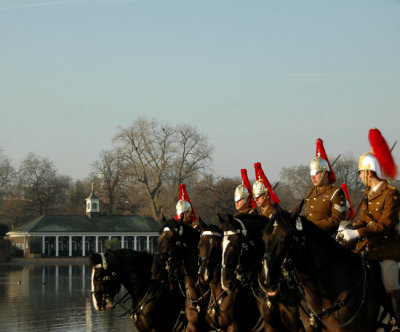 Five chestnuts galloping