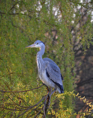 Early morning heron