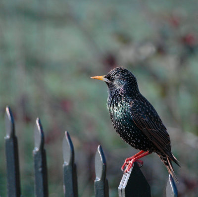 Sitting on the fence