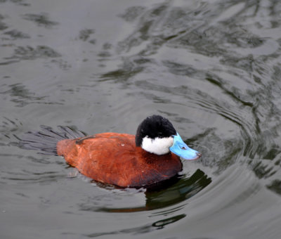 Rare Ruddy Duck