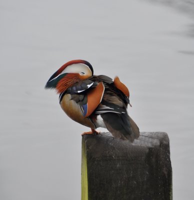 Sleepy Mandarin