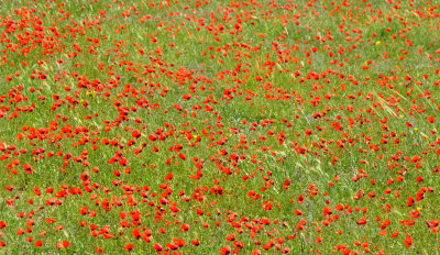 Poppy season outside Mary