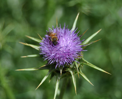 Scottish plant and Iranian bee at Eram