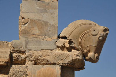 Horse in Darius Palace