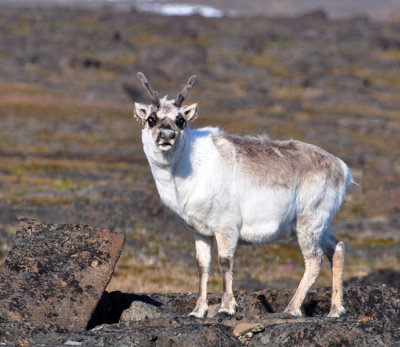 Curious reindeer on tundra
