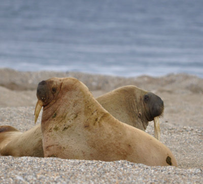 Two walrus pals