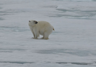 Mother looking back at cubs