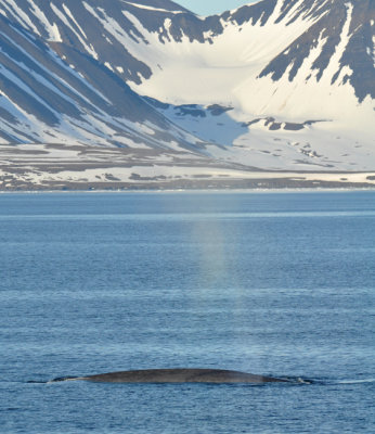 Blue whale - biggest in world