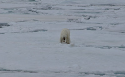 Bear seems agitated
