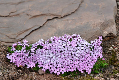 Saxifrage is everywhere