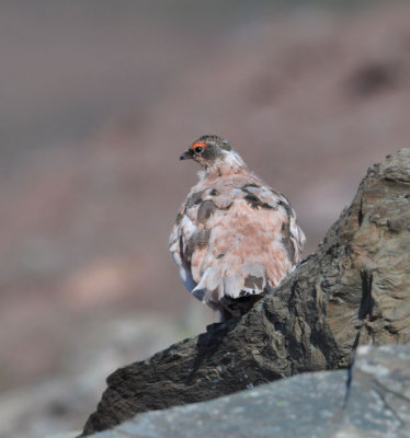 Ptarmigon in seasonal coat